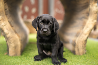 A black Labrador puppy sitting and looking at the camera.