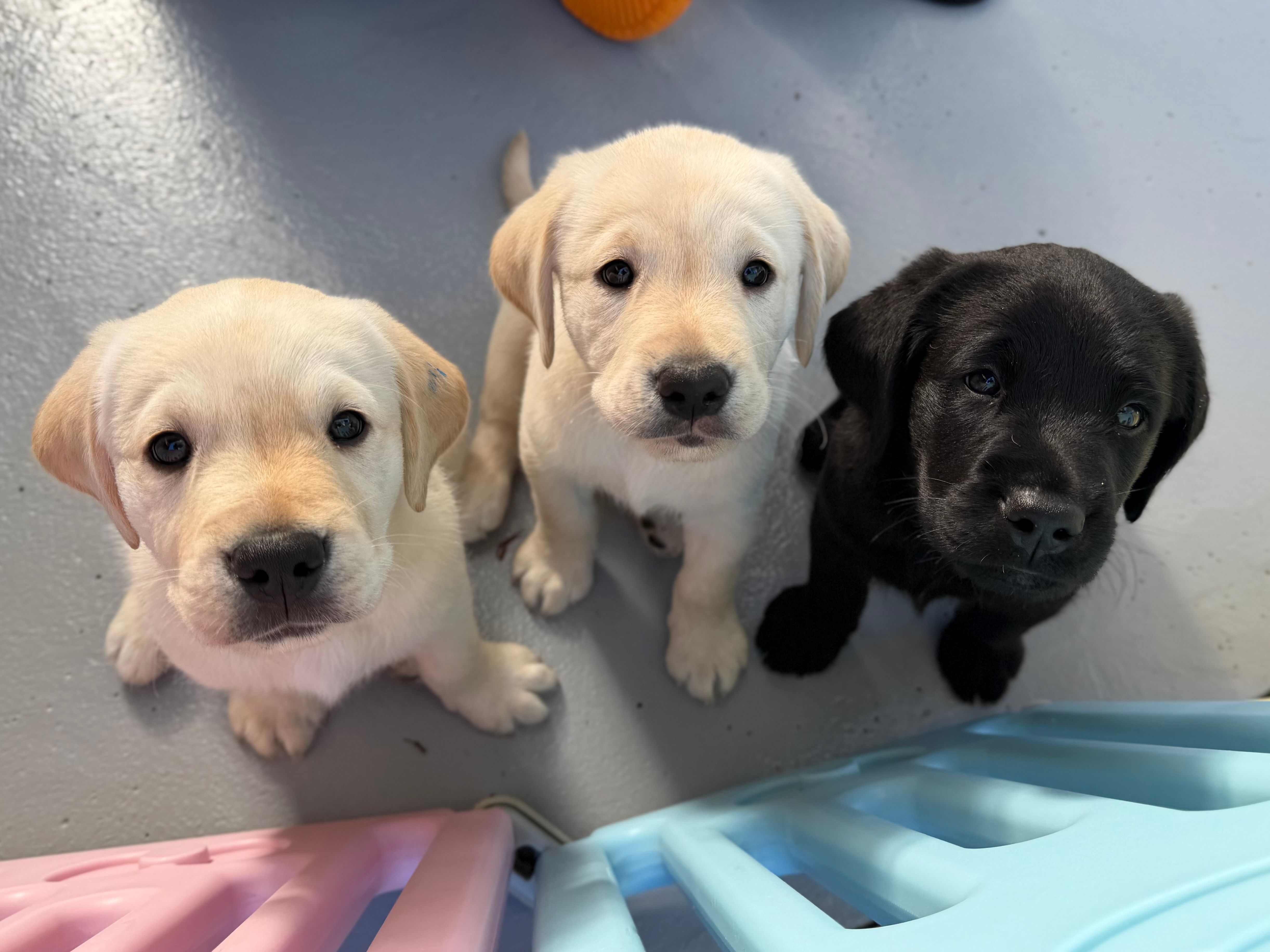 Three puppies looking up at the camera.