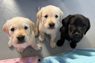 Three puppies looking up at the camera.