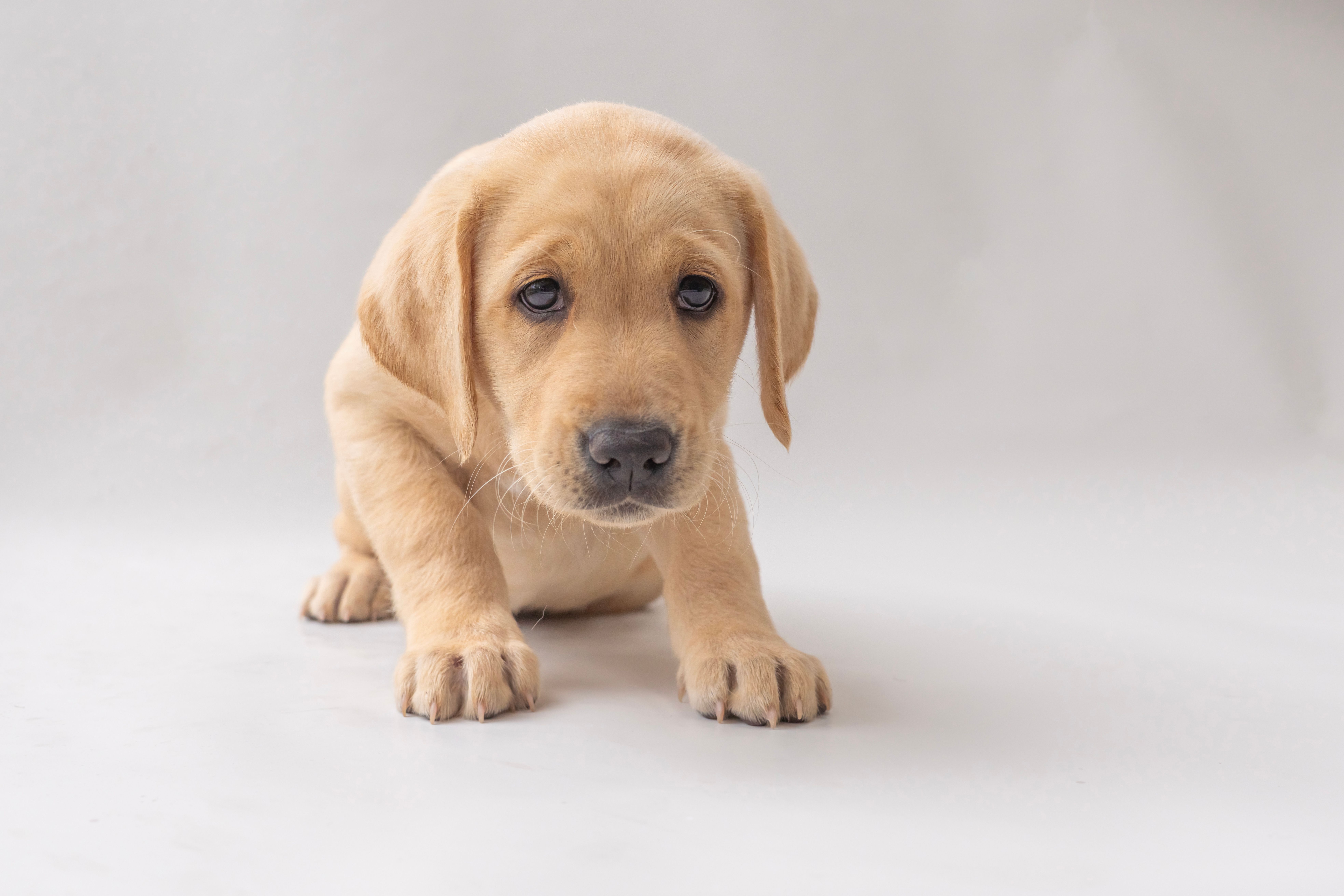A yellow Labrador puppy laying down.