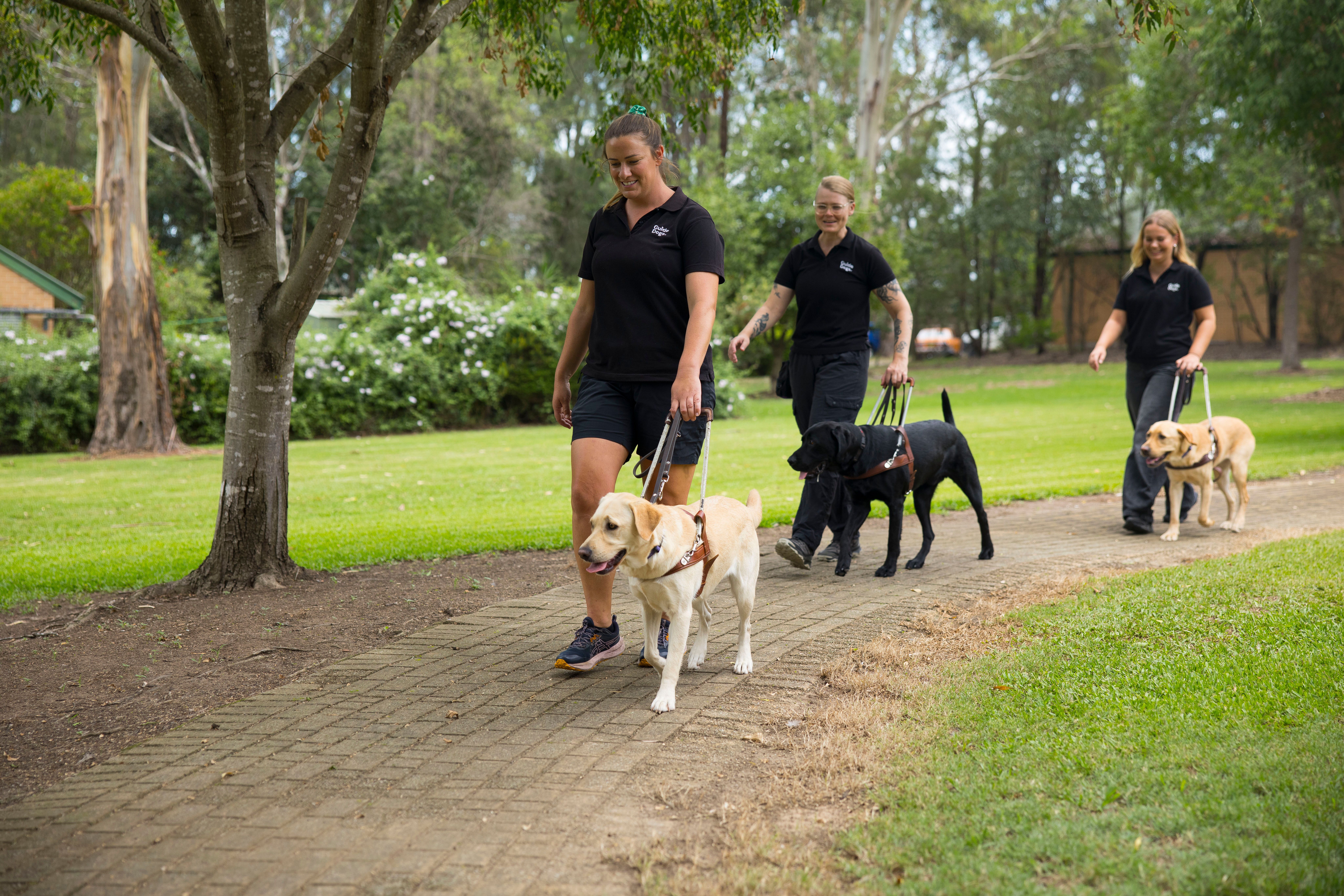 Guide Dog Trainers walking with Guide Dogs.