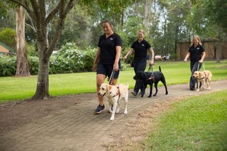 Guide Dog Trainers walking with Guide Dogs.