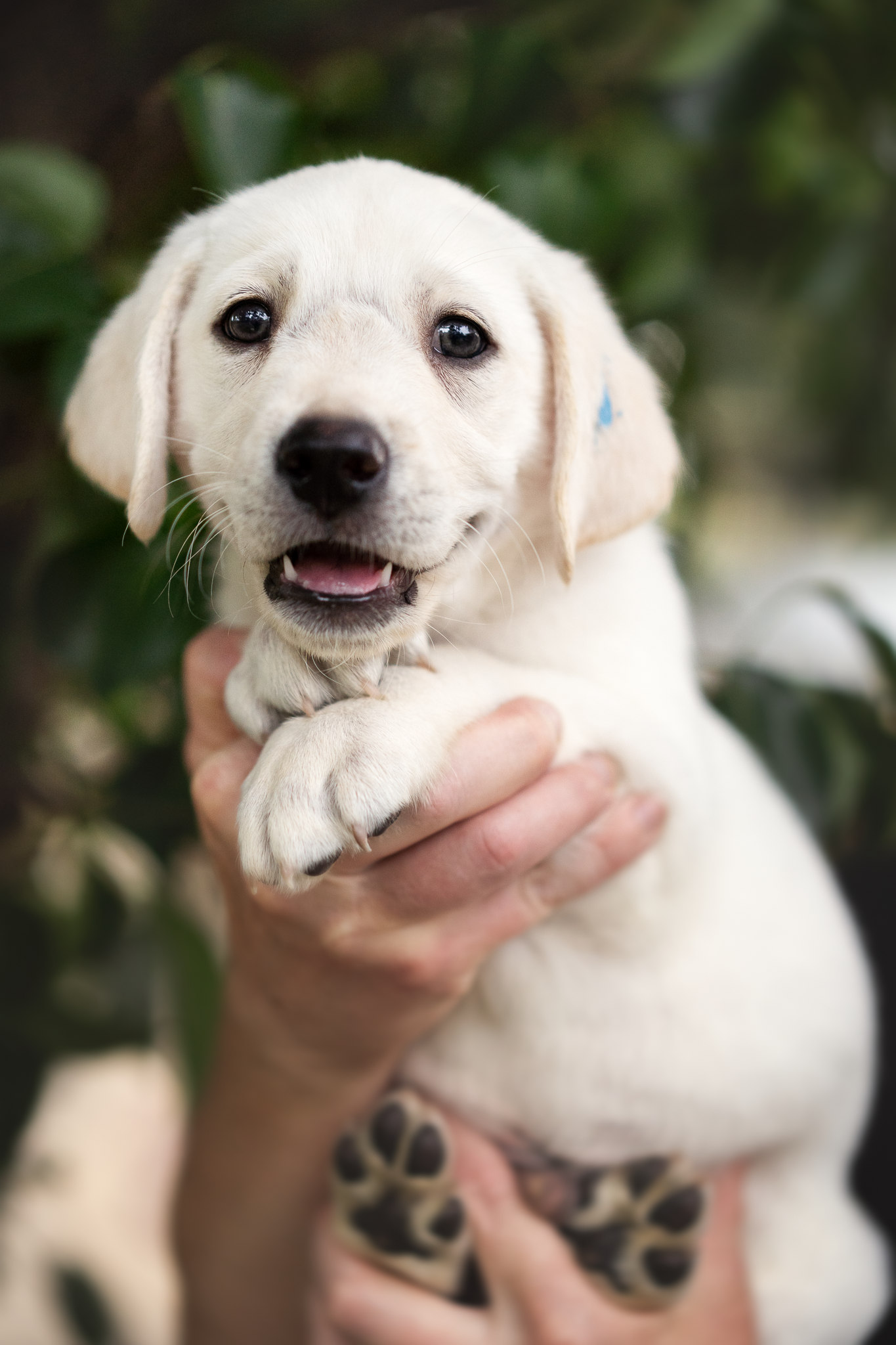 A yellow Labrador puppy being held by two hands.