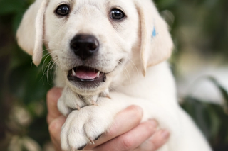 A yellow Labrador puppy being held by two hands.