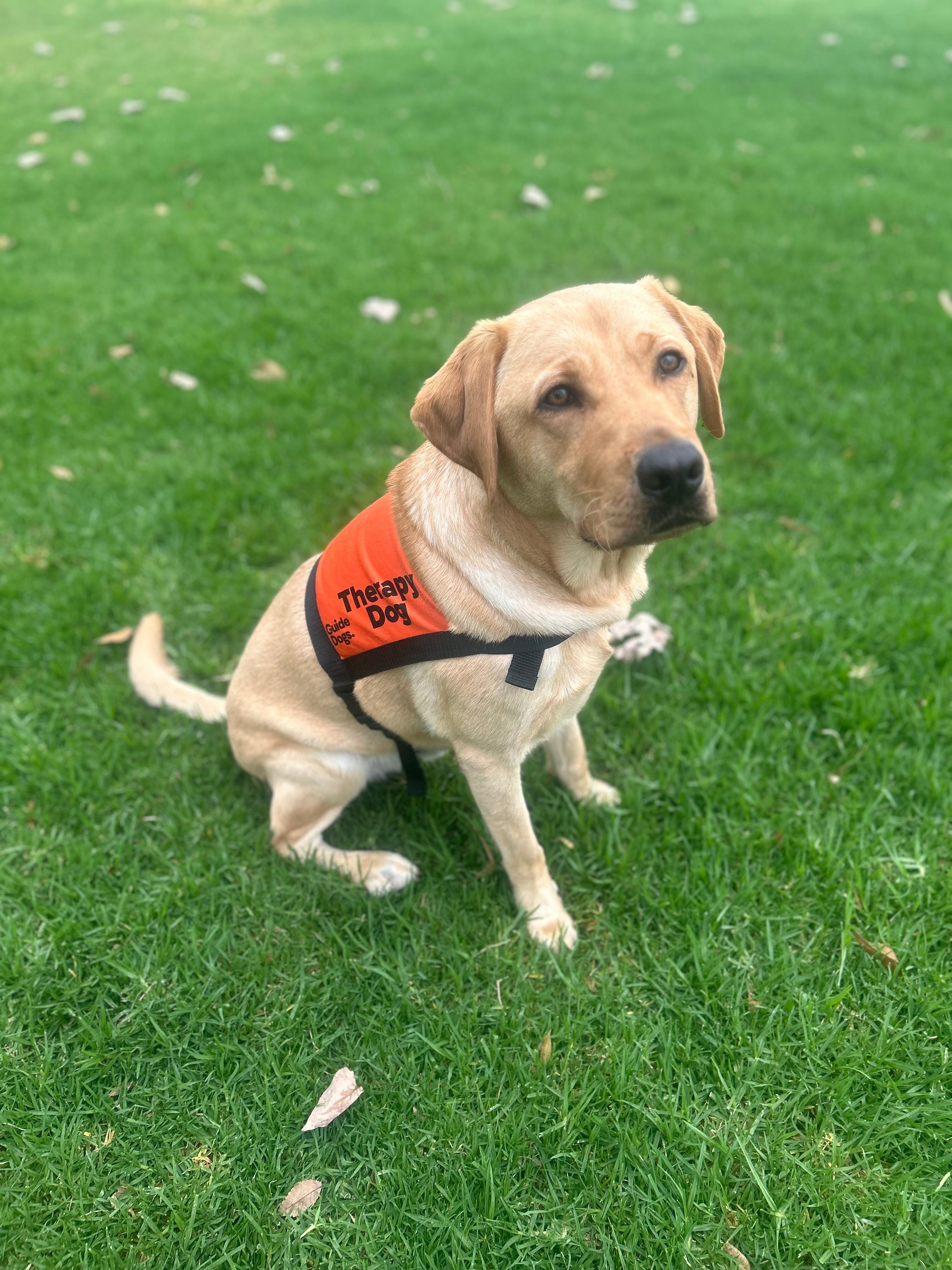 Yellow Labrador Therapy Dog sitting.
