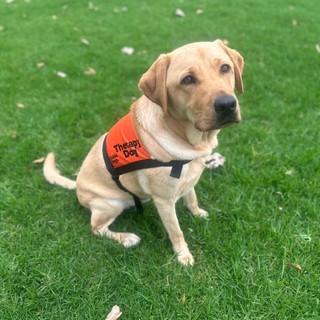 Yellow Labrador Therapy Dog sitting.