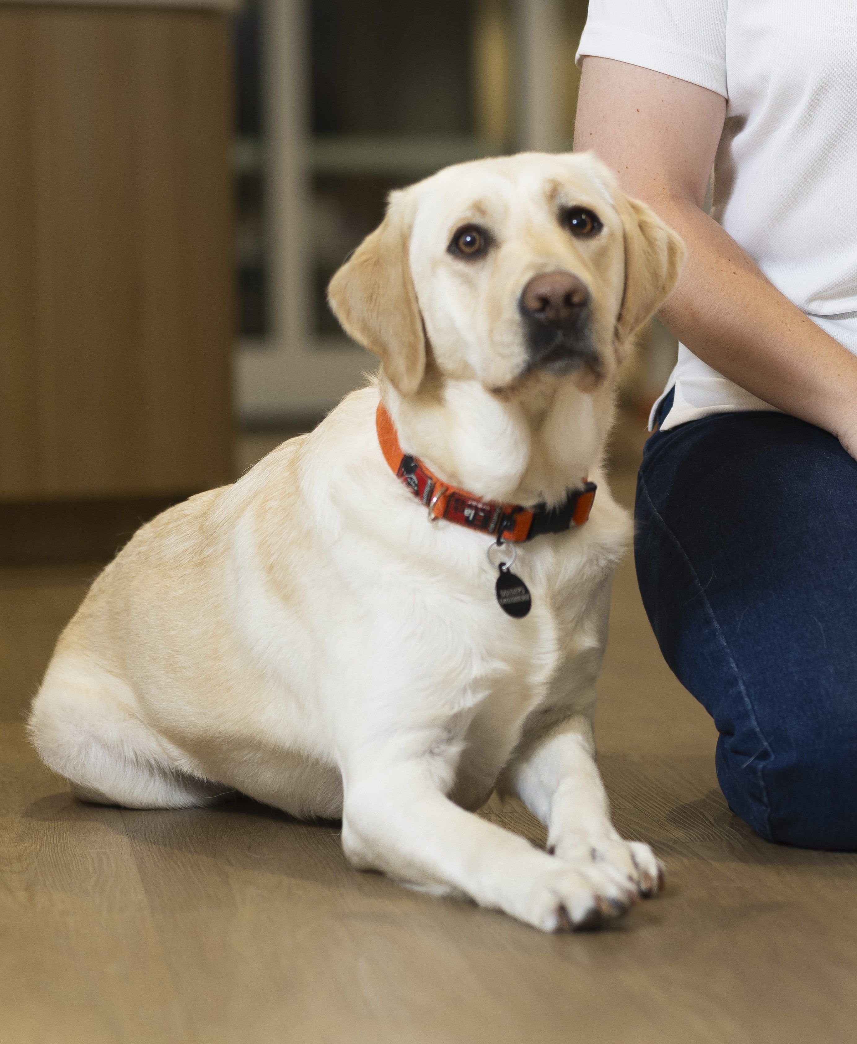 Yellow Labrador Ambassador Dog Nadia laying down.