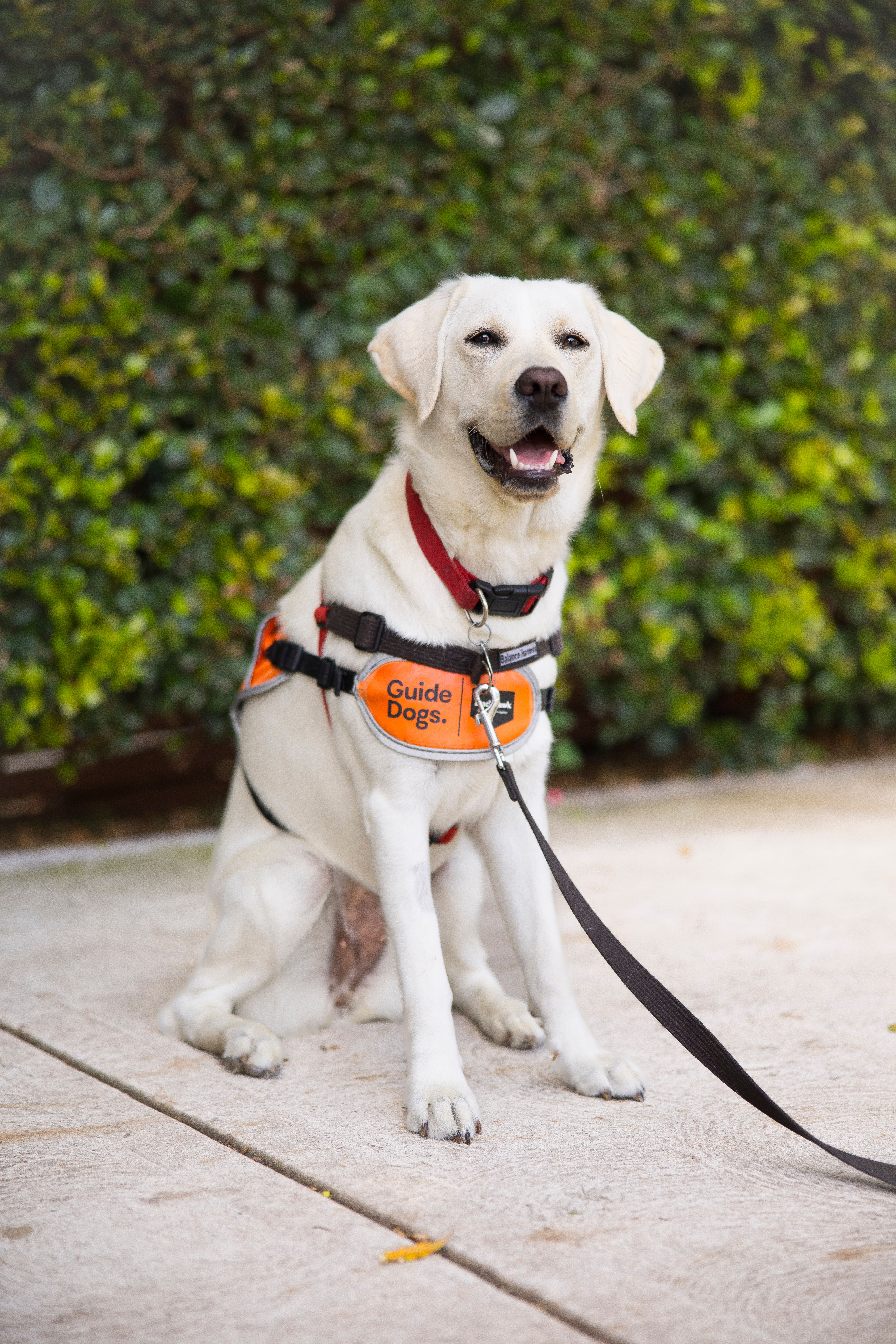 Yellow Labrador puppy sitting. 