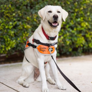 Yellow Labrador puppy sitting.