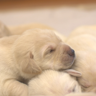 A yellow Labrador puppy asleep.
