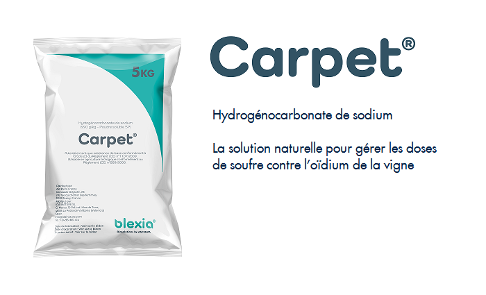 BLEXIA__CARPET.png