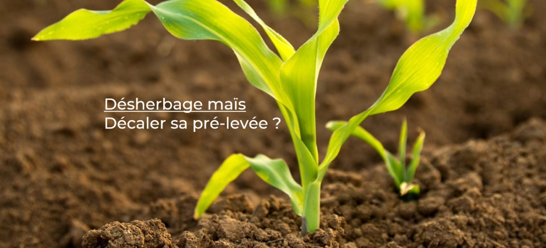 Désherbage maïs : décaler le traitement de pré-levée ?