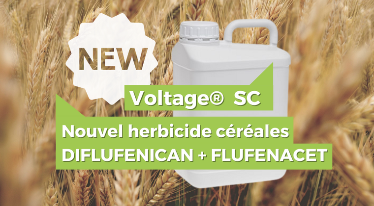 Voltage® SC,  nouvelle solution pour le désherbage des céréales à l'automne