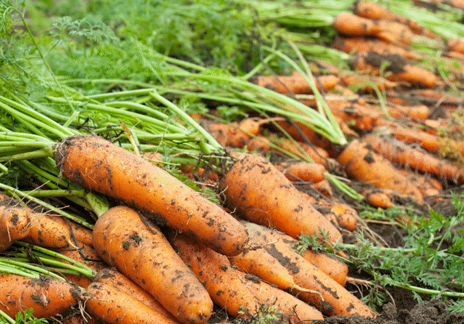 Dérogation 120 jours : Penditec 400 sur carotte et céleri branche