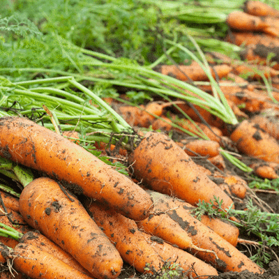 Dérogation 120 jours : Penditec 400 sur carotte et céleri branche