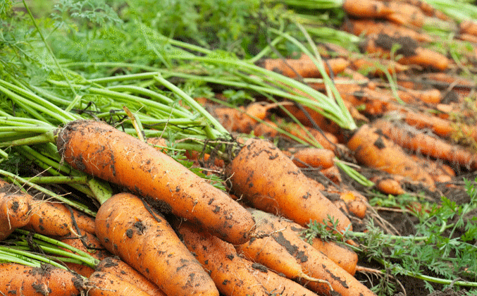 Dérogation 120 jours : Penditec 400 sur carotte et céleri branche