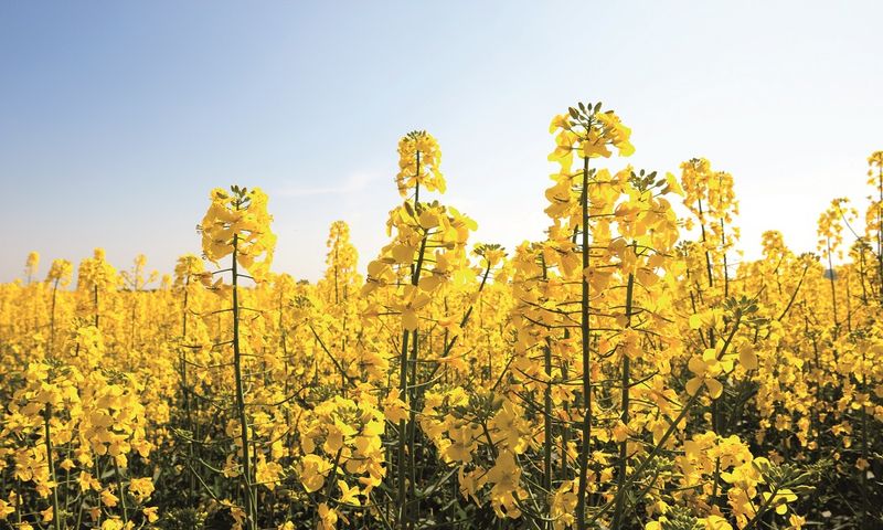 sapec_agro_colza_02.jpg