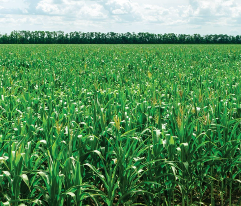 Désherbage maïs : Une solution pour chaque situation