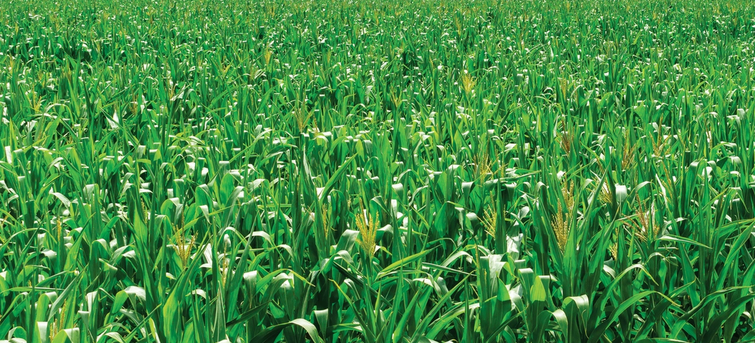 Désherbage maïs : Une solution pour chaque situation