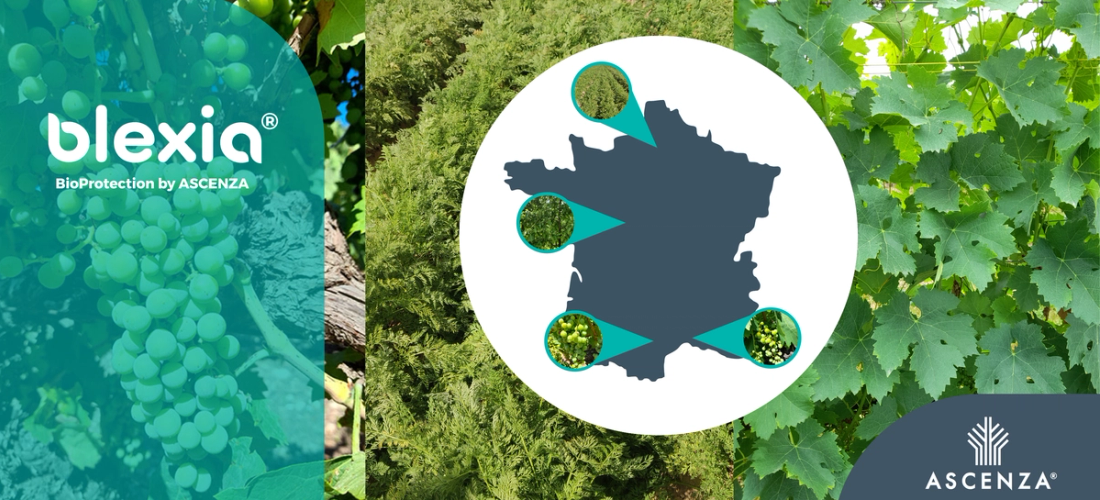 Carpet : Bilan de nos essais 2022