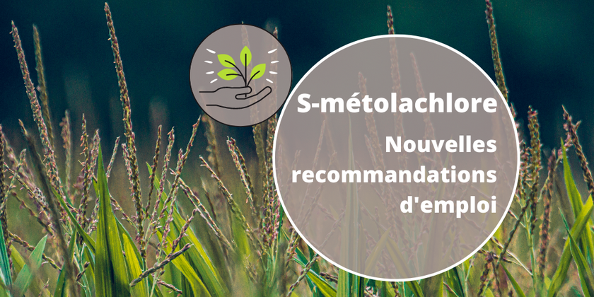 S-metolachlore : Nouvelles recommandations d'emploi et bonnes pratiques