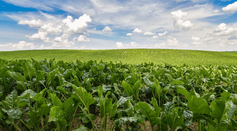 Désherbage betterave : retour sur une campagne difficile