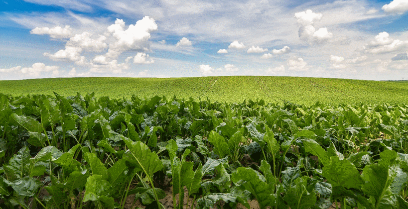 Désherbage betterave : retour sur une campagne difficile