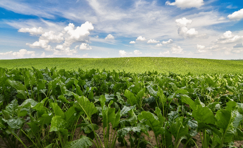 Désherbage betterave : retour sur une campagne difficile