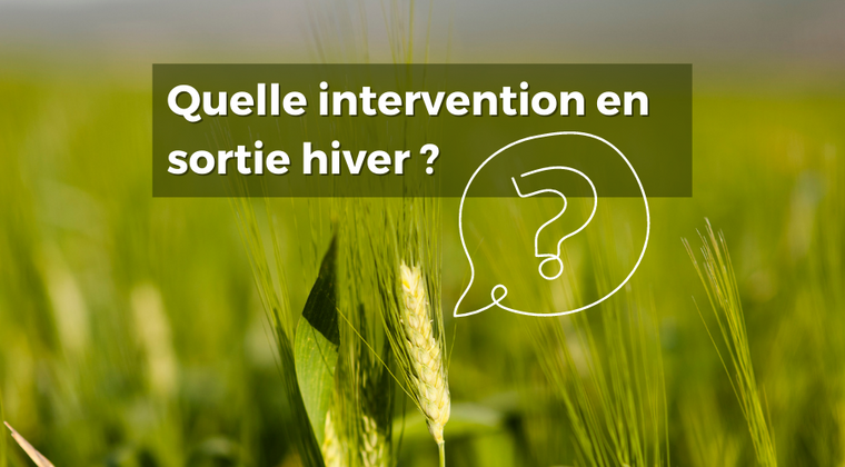 Désherbage des céréales – quelle intervention en sortie hiver ?