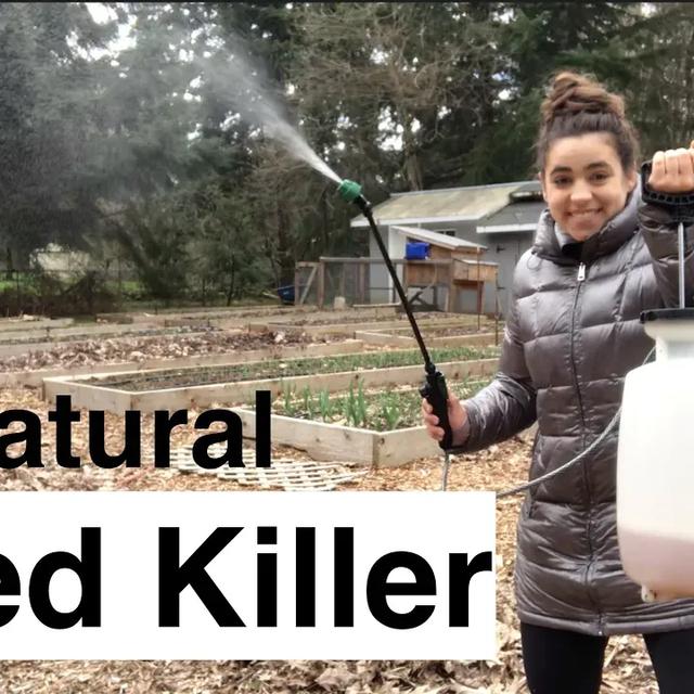 Thumbnail image for DIY Weed Killer