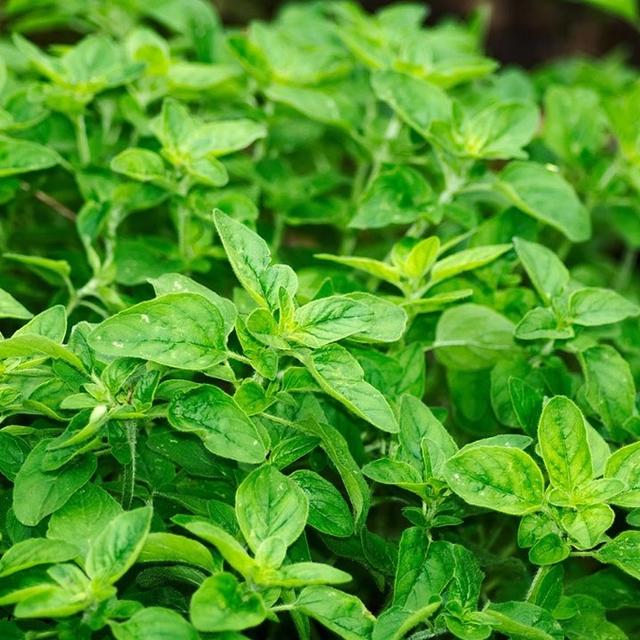 Thumbnail image for Greek Chicken Marinade