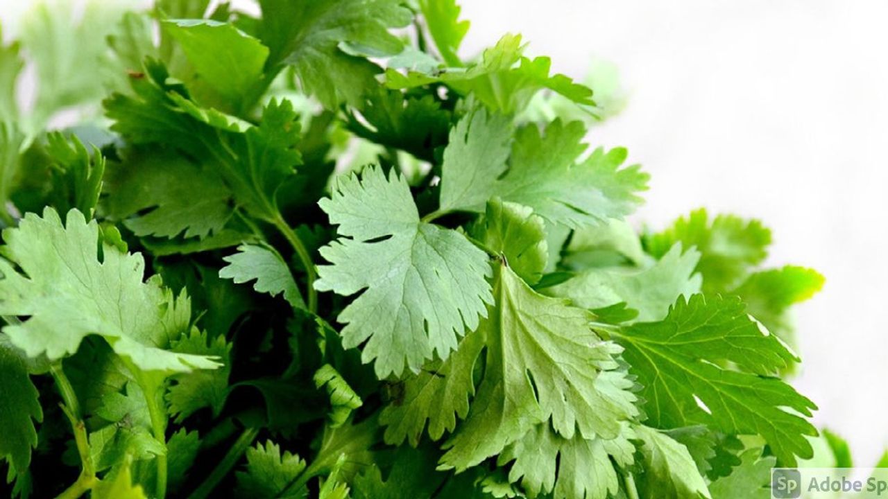 Cover Image for Creamy Green Chicken Enchiladas