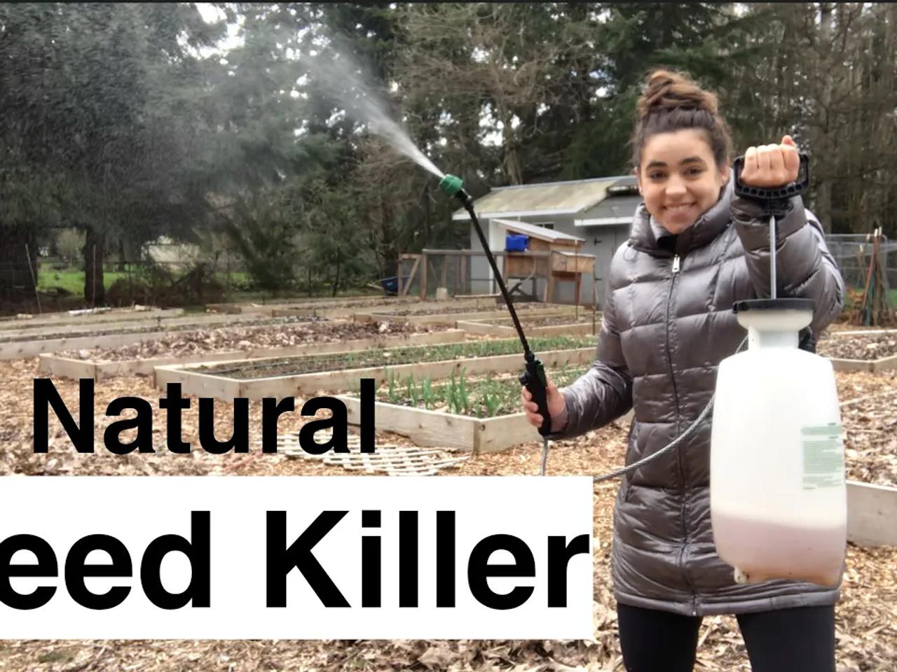 Thumbnail for DIY Weed Killer