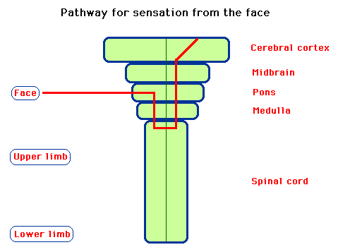 Diagram showing the neural pathway for sensation from the face through the brain structures including the cerebral cortex, midbrain, pons, medulla, and spinal cord.
