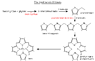 Diagram of the haem synthetic pathway – GPnotebook - GPNotebook