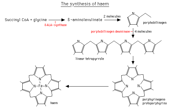 Diagram illustrating the synthesis of haem, showing the biochemical conversion from Succinyl CoA and glycine to haem through several intermediates such as 6-aminolevulinate, porphobilinogen, and protoporphyrins with enzymatic actions highlighted.