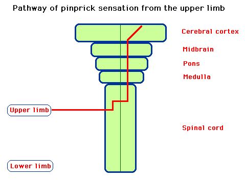 Diagram illustrating the pathway of pinprick sensation from the upper limb, showing connections from the spinal cord to the cerebral cortex through the midbrain, pons, and medulla.