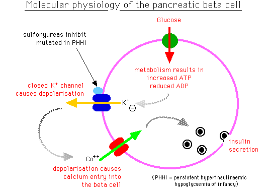 Diagram illustrating the molecular physiology of the pancreatic beta cell in PHHI, showing glucose metabolism, potassium and calcium channels, ADP reduction, and insulin secretion.