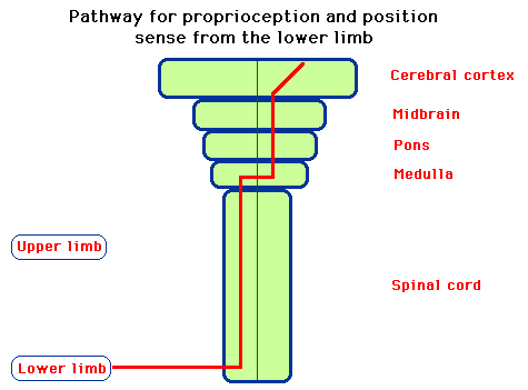 Diagram illustrating the neural pathway for proprioception and position sense from the lower limb, showing connections from the lower limb to the spinal cord and various brain regions including the medulla, pons, midbrain, and cerebral cortex.