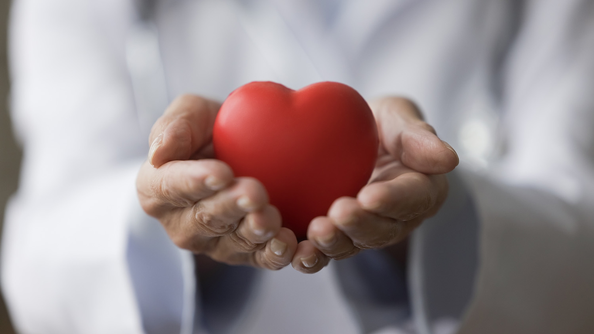 Hands in a white coat hold a red heart.
