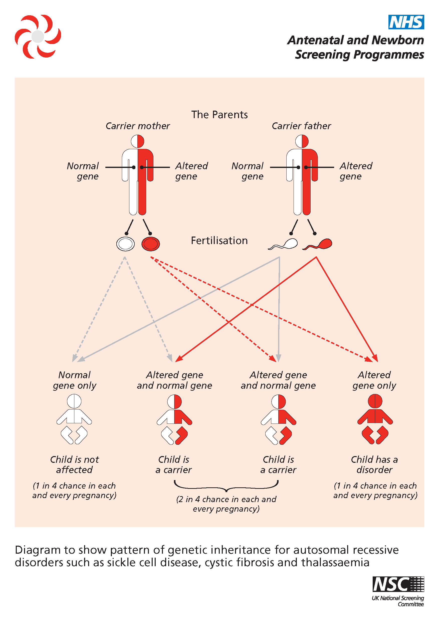 Educational diagram illustrating genetic inheritance patterns of autosomal recessive disorders, depicting gene transmission from carrier parents to offspring with outcomes shown for sickle cell disease, cystic fibrosis, and thalassemia.