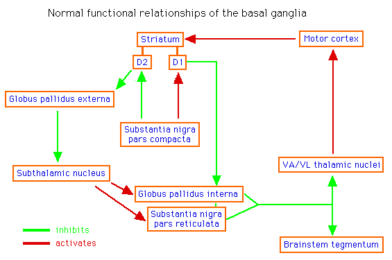 Diagram showing normal functional relationships of the basal ganglia with labeled brain structures and arrows indicating inhibitory and excitatory pathways.