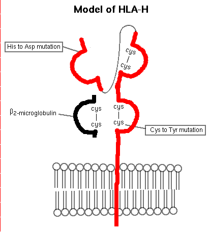 Diagram showing the molecular model of HLA-H with specific mutations and β2-microglobulin component over a cell membrane illustration.