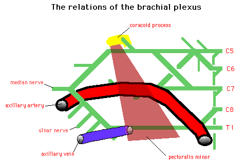 Diagram illustrating the relations of the brachial plexus with labeled parts including median nerve, axillary artery, ulnar nerve, axillary vein, and surrounding anatomical regions like the coracoid process and pectoralis minor.