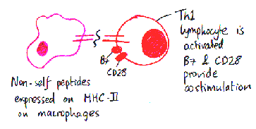 Hand-drawn diagram showing the activation of a T-helper 1 lymphocyte by a macrophage through MHC-II complex and CD28 co-stimulation.