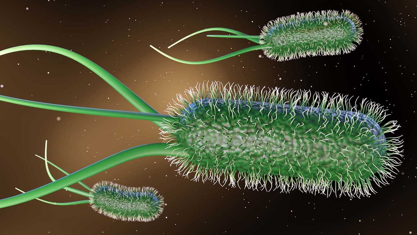 Asymptomatic bacteriuria – GPnotebook - GPNotebook