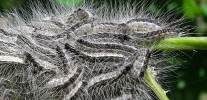 Group of Eastern Tent Caterpillars (Malacosoma americanum) on a branch.