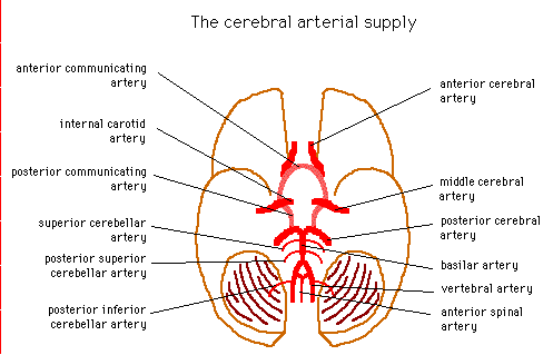 Diagram illustrating the cerebral arterial supply, showing major arteries such as the anterior, middle, and posterior cerebral arteries, internal carotid artery, and basilar artery.