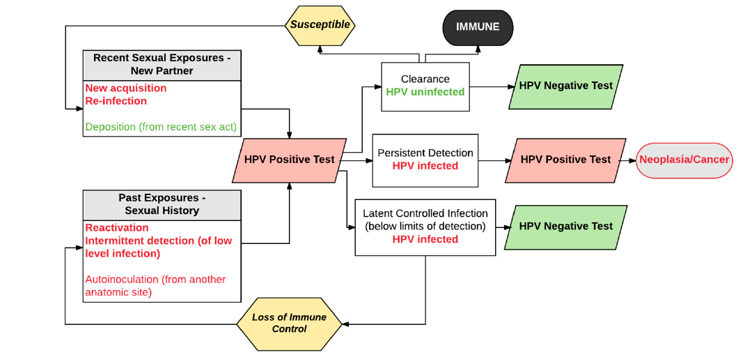 Flowchart showing the outcomes of HPV exposure including immune responses, test results, and potential progression to neoplasia or cancer.