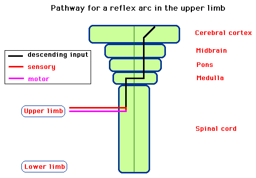 Diagram illustrating the pathway for a reflex arc in the upper limb showing components including the cerebral cortex, midbrain, pons, medulla, and spinal cord, with labeled descending input, sensory, and motor paths.